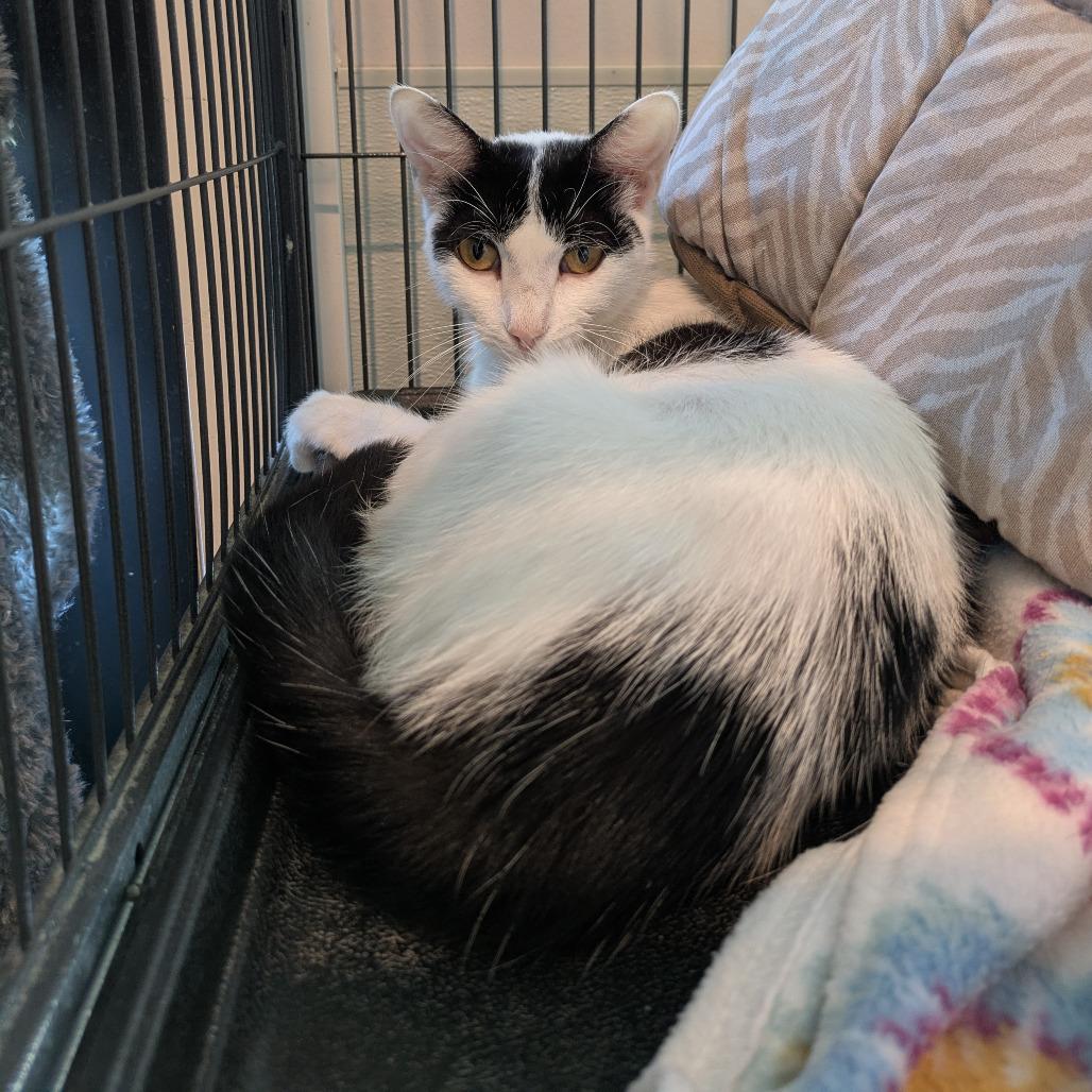 Fleek, a Adoptable Domestic Short Hair in Saint Charles, MO image 4/6