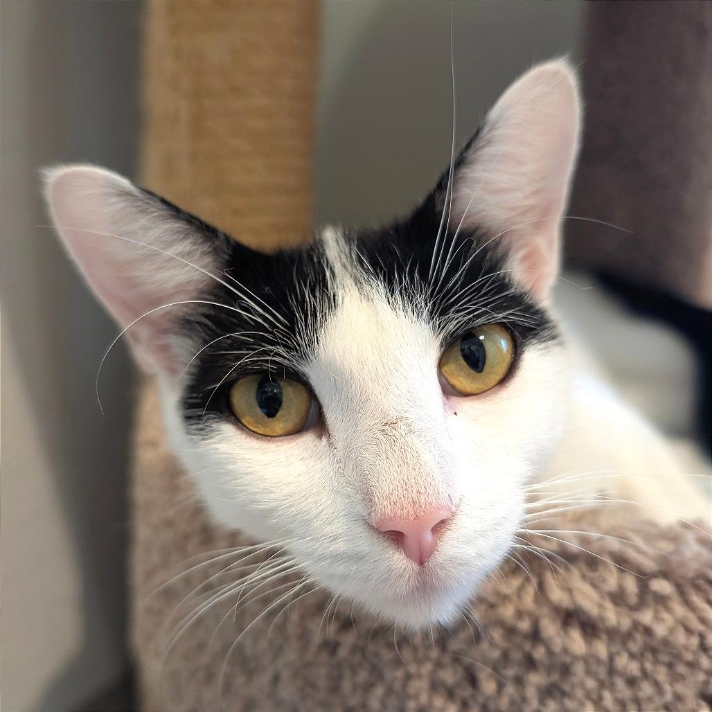 Fleek, a Adoptable Domestic Short Hair in Saint Charles, MO image 5/6