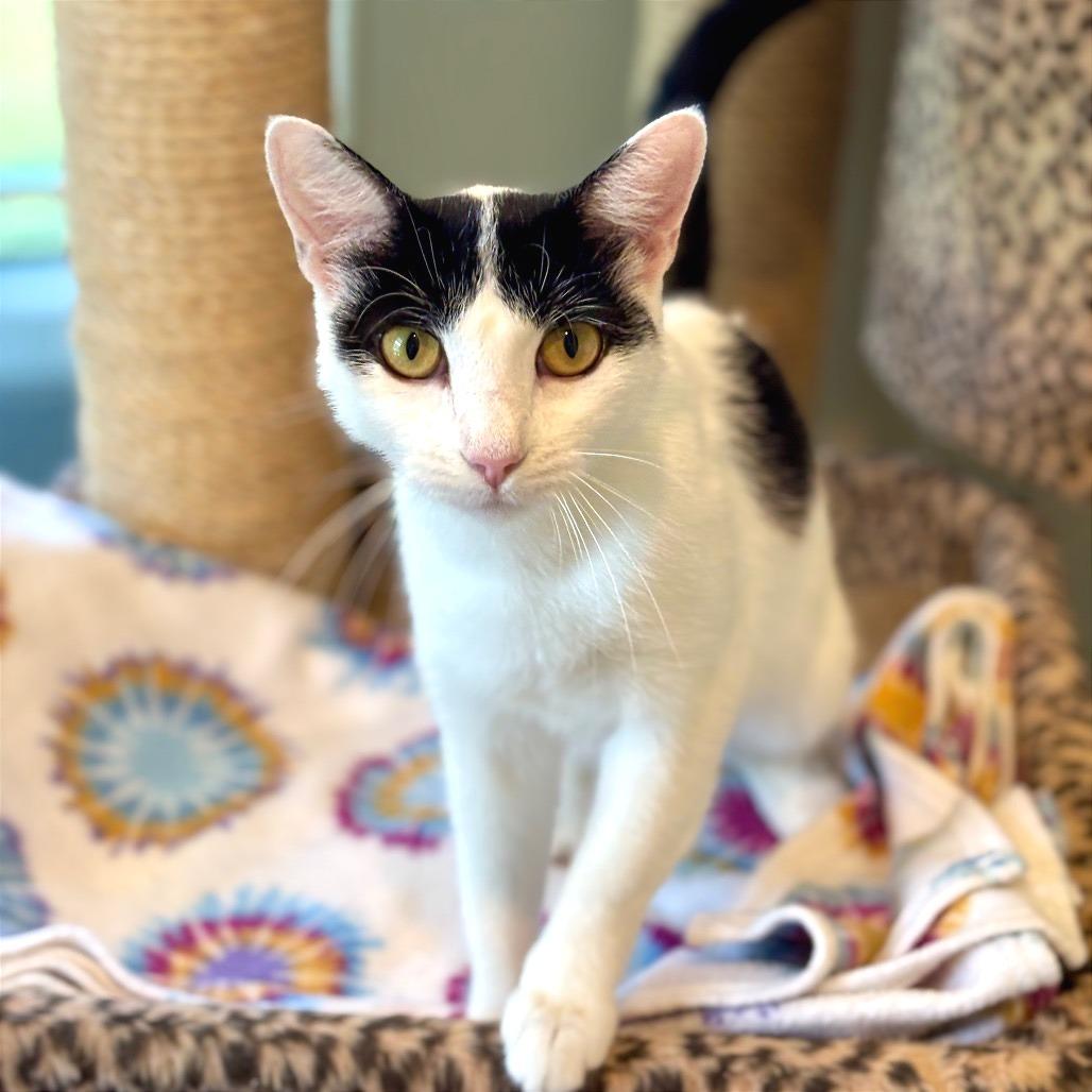 Fleek, a Adoptable Domestic Short Hair in Saint Charles, MO image 6/6