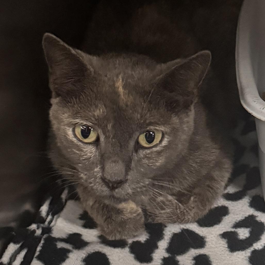 Ogden, Adoptable, Young Female Domestic Short Hair.