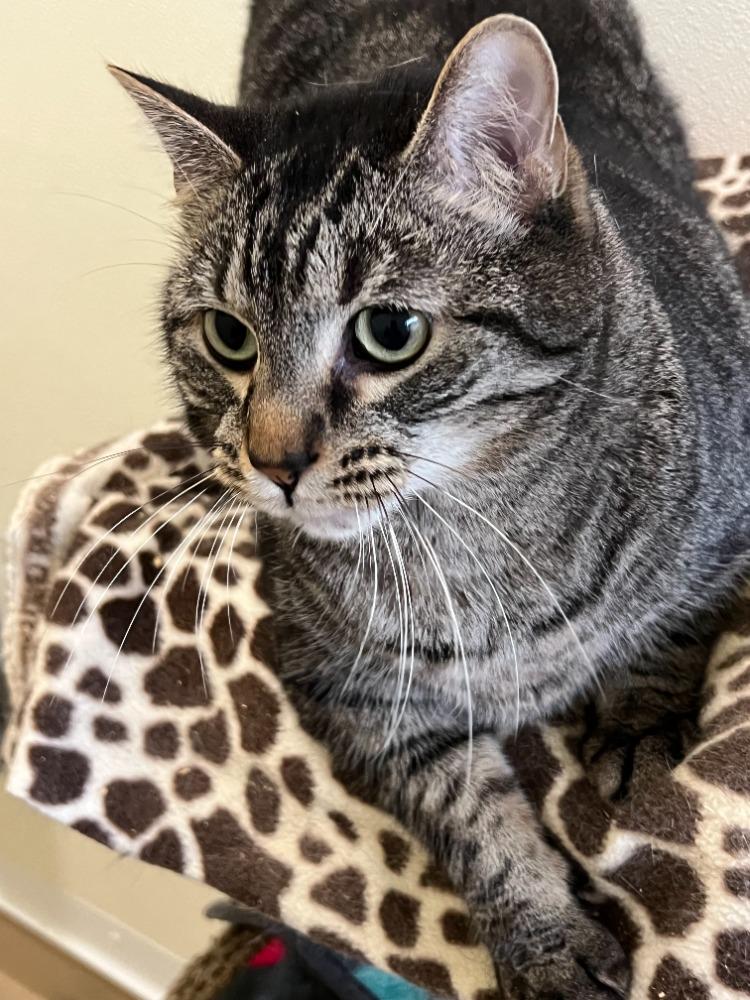 Enlarge Simba, a Adoptable mixed breed in Troy, MO image 2/3