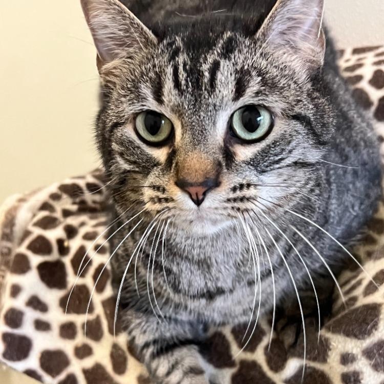 Simba, Adoptable, Adult Male Tabby.