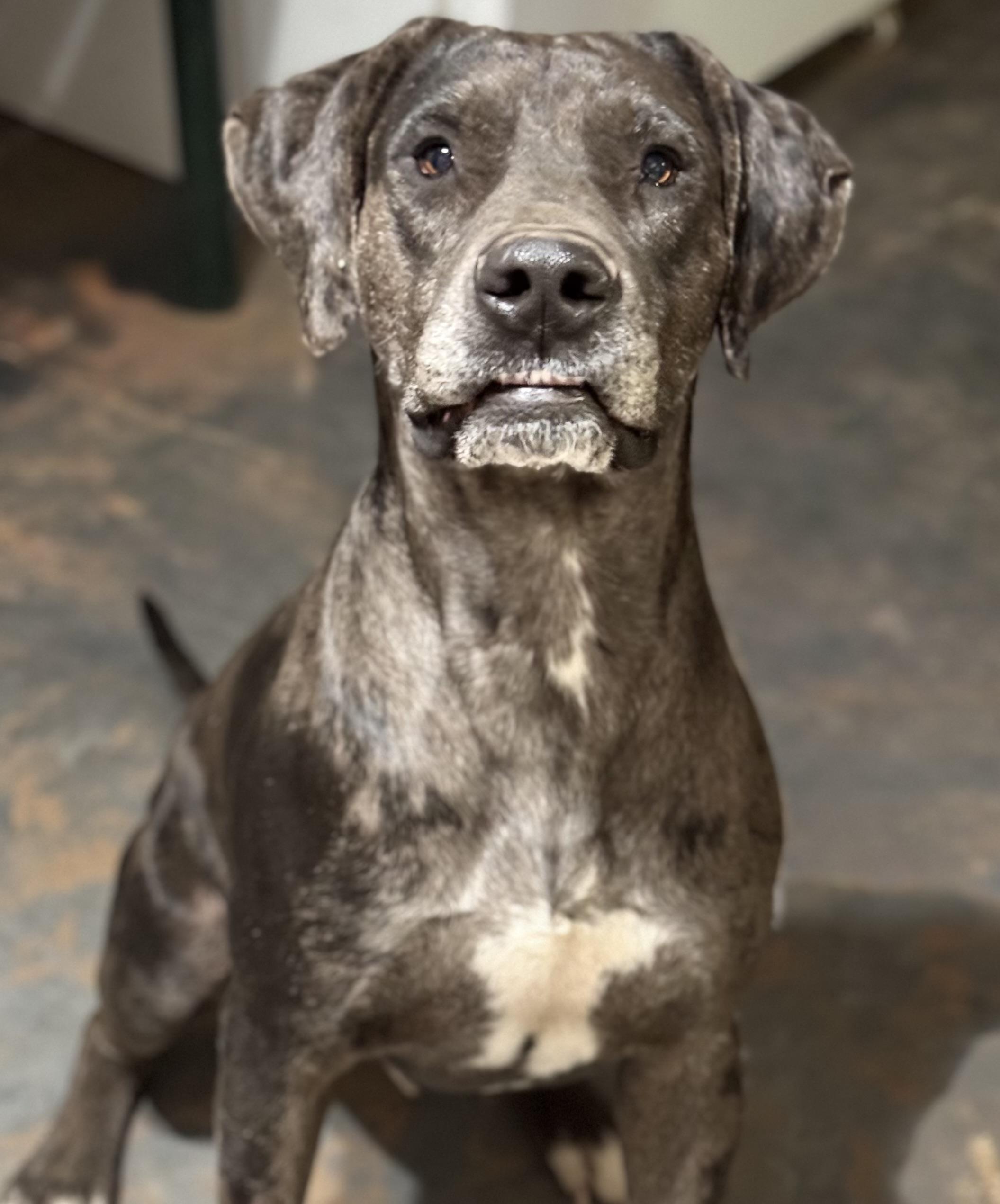 Danny, a Adoptable mixed breed in minneapolis, MN image 1/2