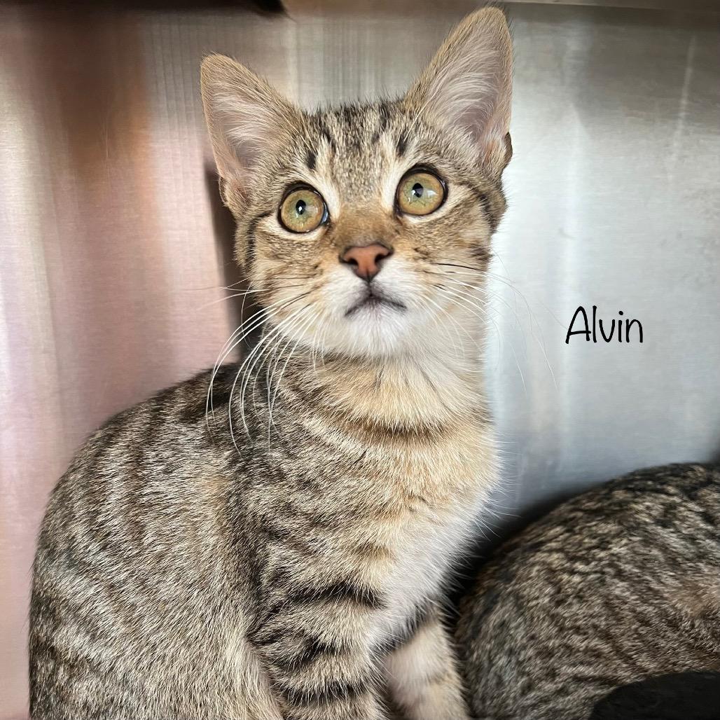Enlarge Alvin, a Adoptable mixed breed in Madisonville, TN image 1/3