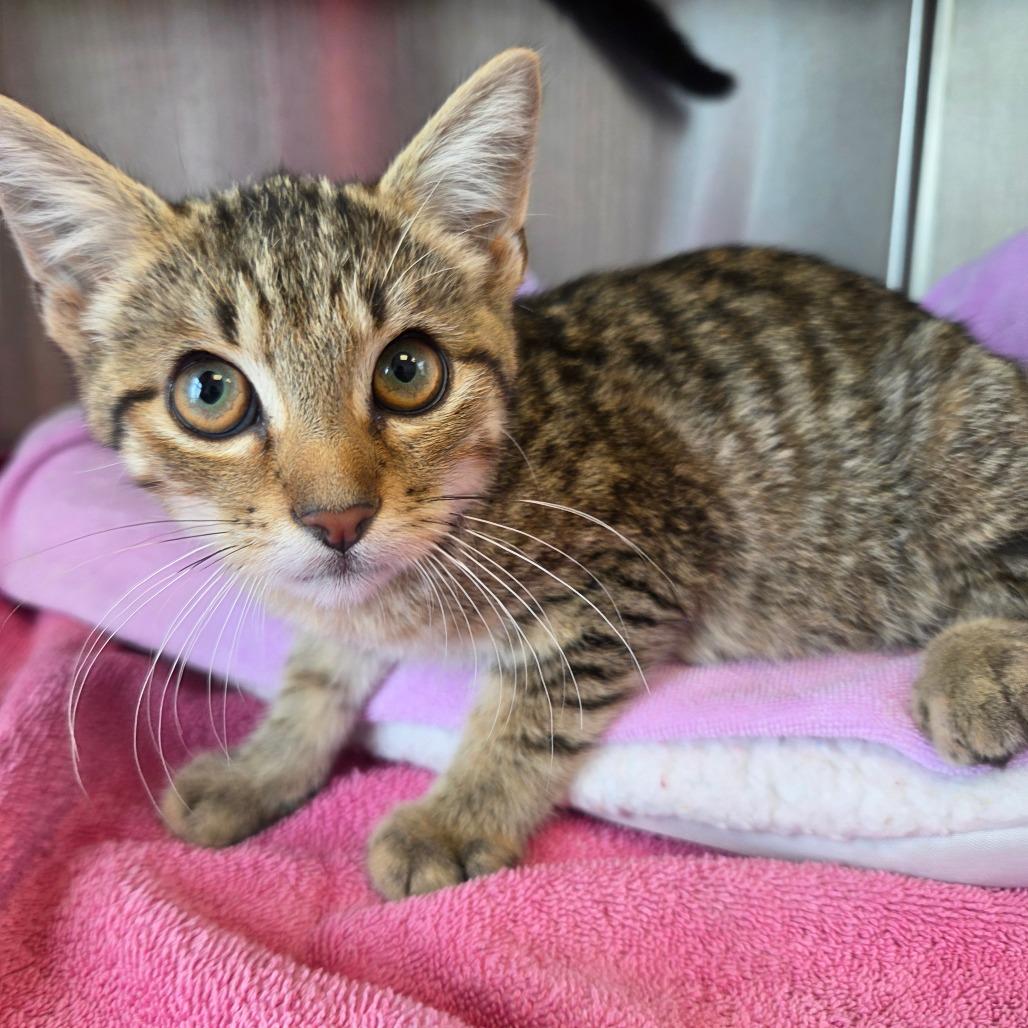 Enlarge Alvin, a Adoptable mixed breed in Madisonville, TN image 2/3