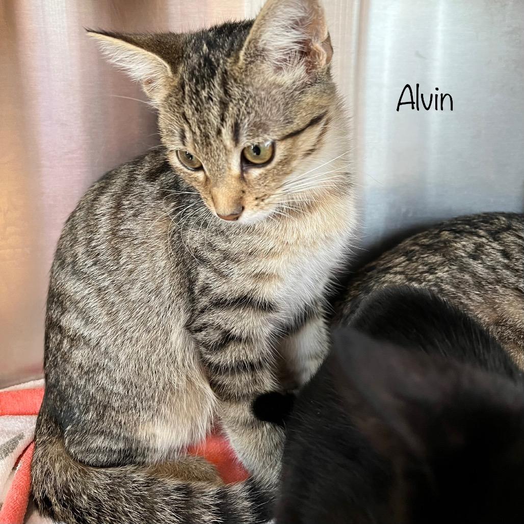 Enlarge Alvin, a Adoptable mixed breed in Madisonville, TN image 3/3