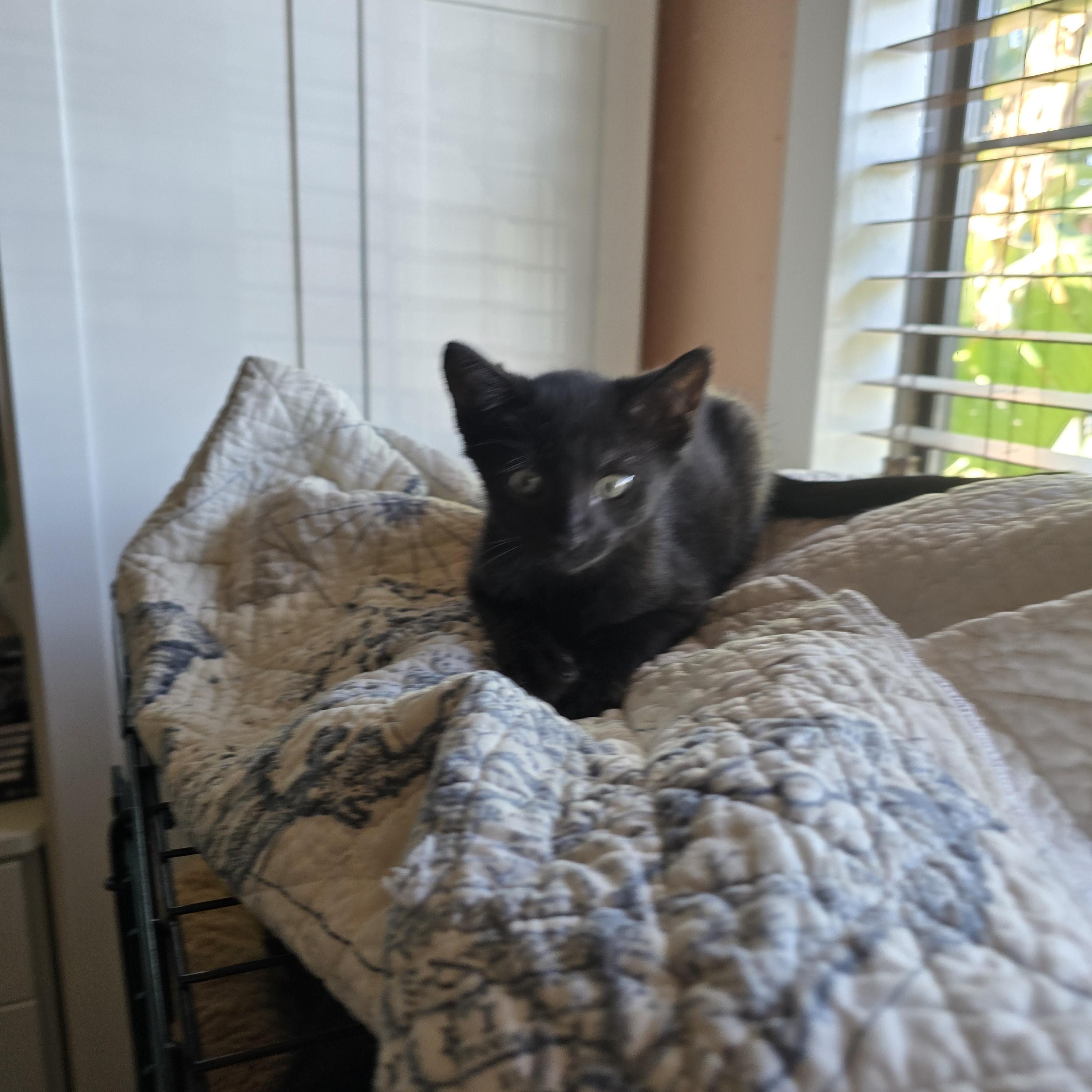 Jed, a Adoptable Domestic Short Hair in Tracy, CA image 3/3