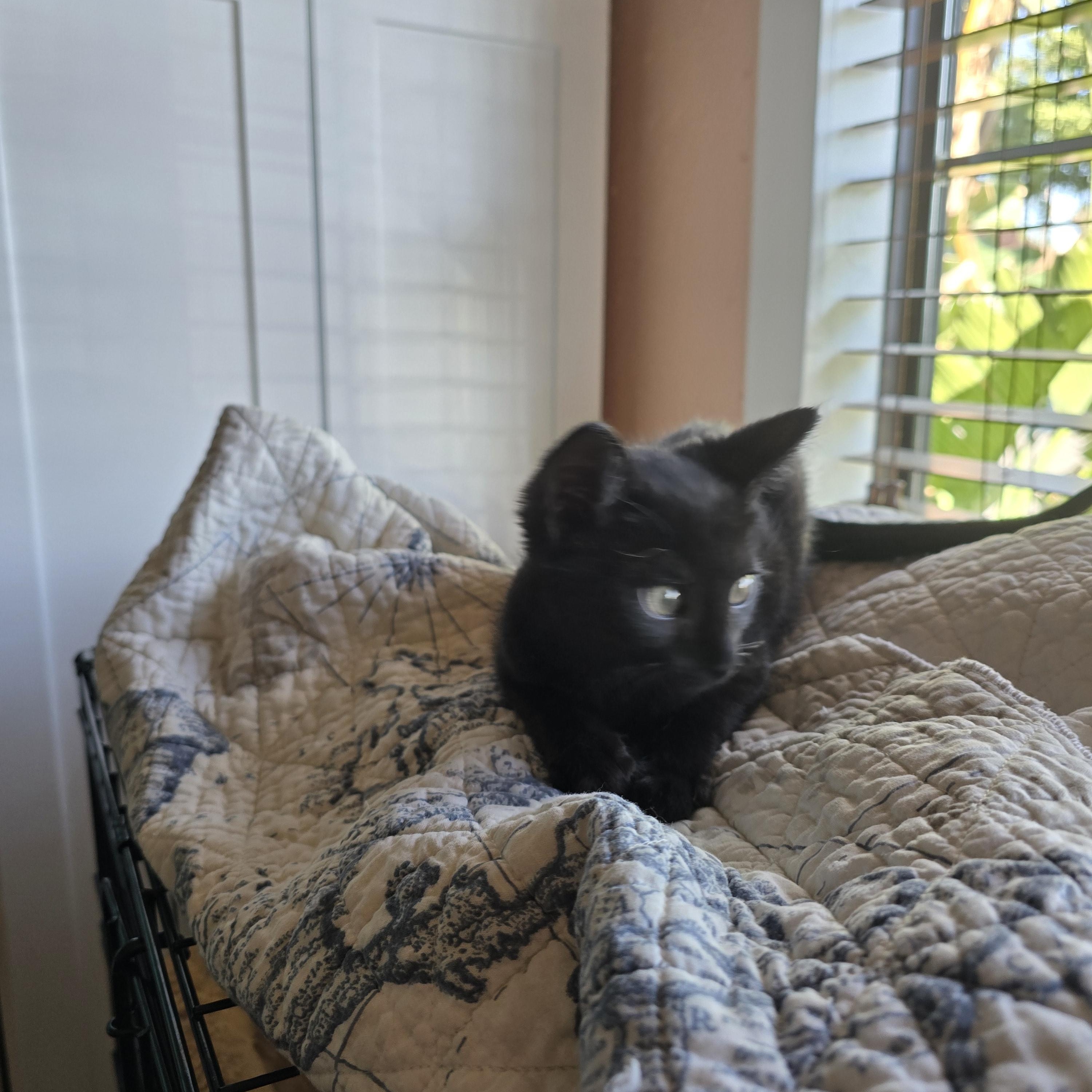 Jed, a Adoptable Domestic Short Hair in Tracy, CA image 1/3