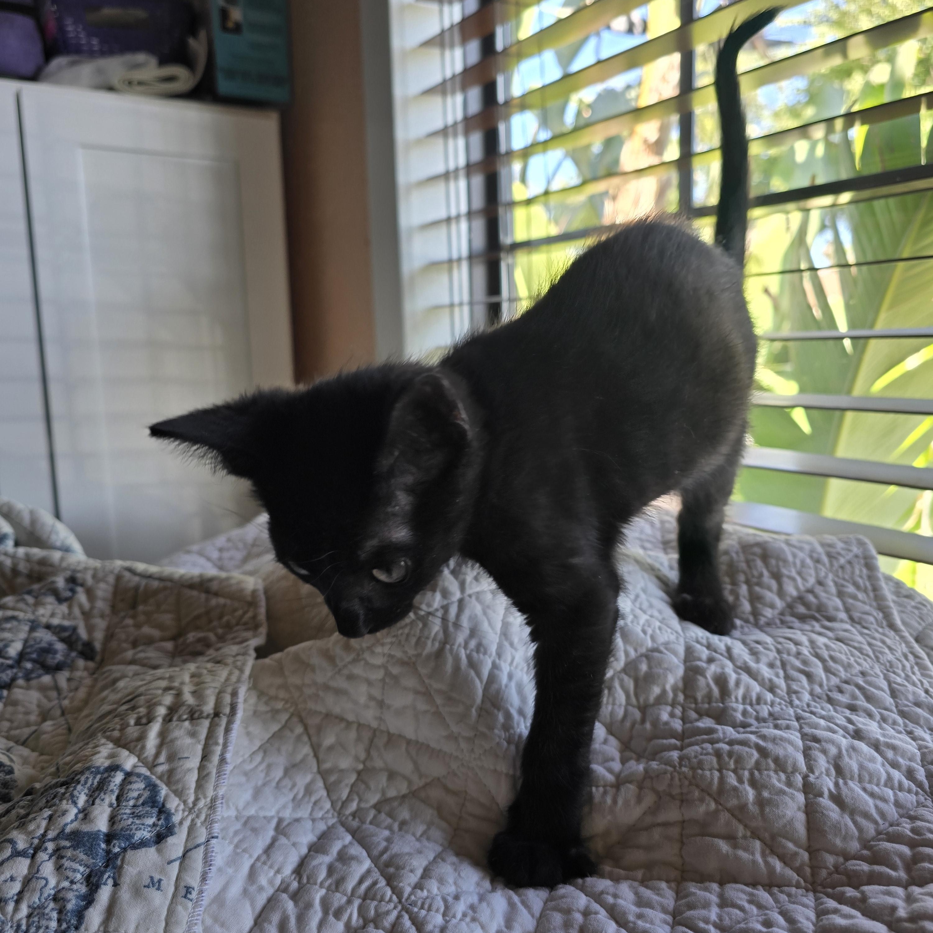 Jed, a Adoptable Domestic Short Hair in Tracy, CA image 2/3