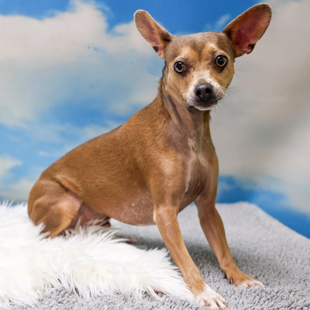 Enlarge Bruno/ Santos, a Adoptable Chihuahua in Casa Grande, AZ image 1/2