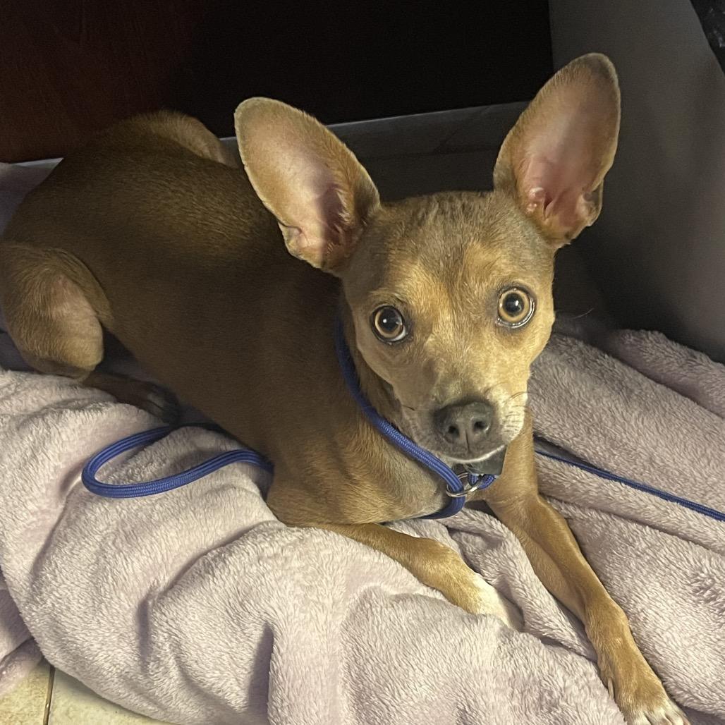 Enlarge Bruno/ Santos, a Adoptable Chihuahua in Casa Grande, AZ image 2/2