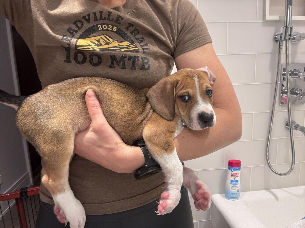 Enlarge Dulce, a Adoptable mixed breed in New York, NY image 3/6