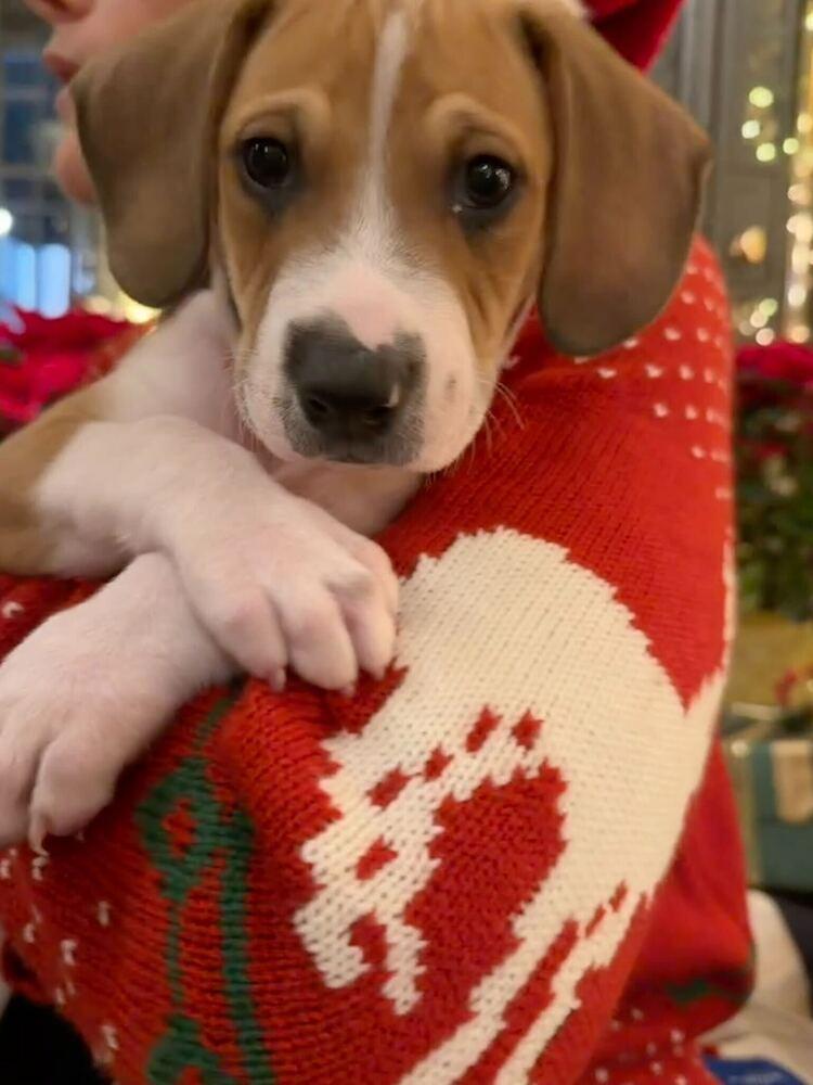 Enlarge Dulce, a Adoptable mixed breed in New York, NY image 5/6