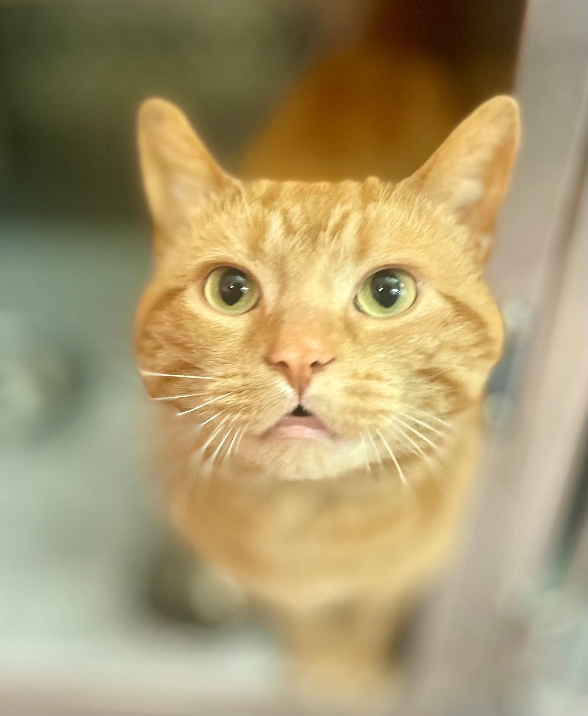 Campbell, Adult Male Domestic Short Hair