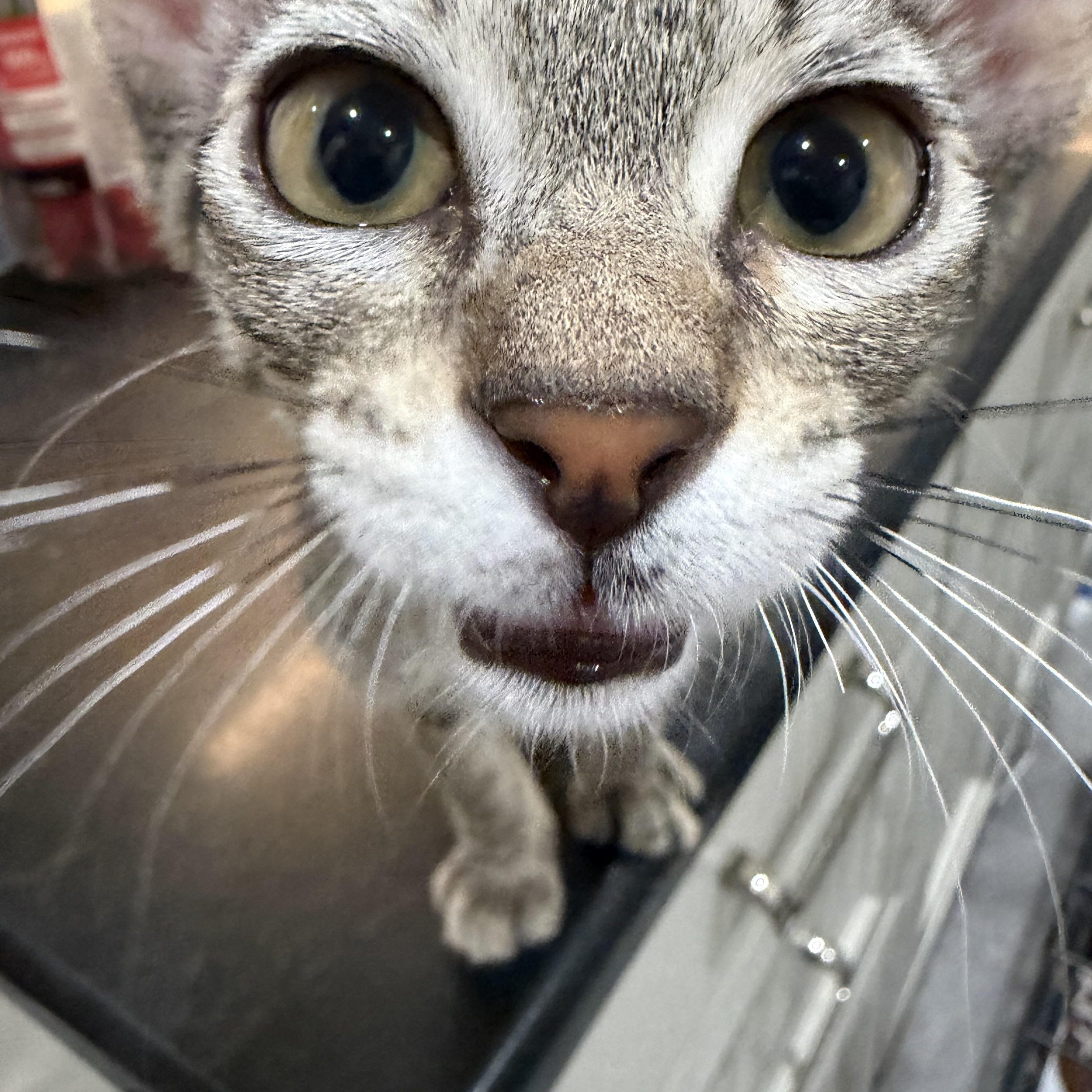 Purrfessor Conor O'Cork, Ph.D. (Purrs, Hugs, and Discovery), a Adoptable Domestic Short Hair in Boston, MA image 2/5