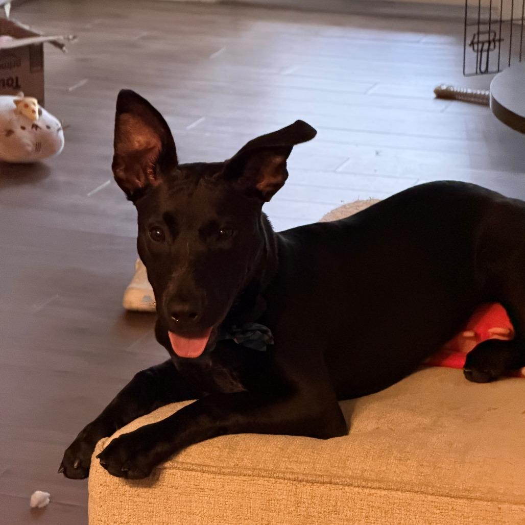 Louie, Adoptable, Young Male Mixed Breed.
