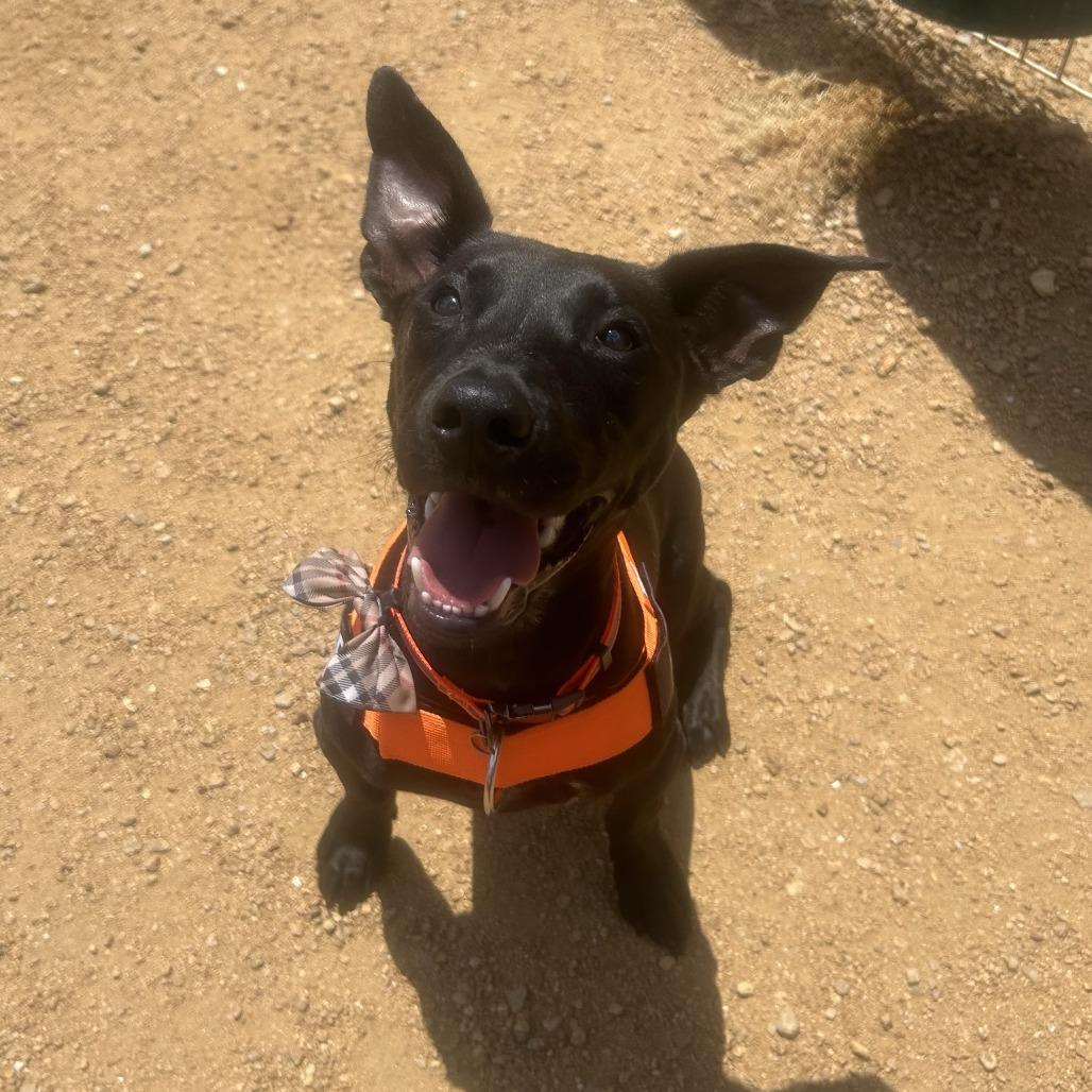 Enlarge Louie, a Adoptable Mixed Breed in Bentonville, AR image 2/6