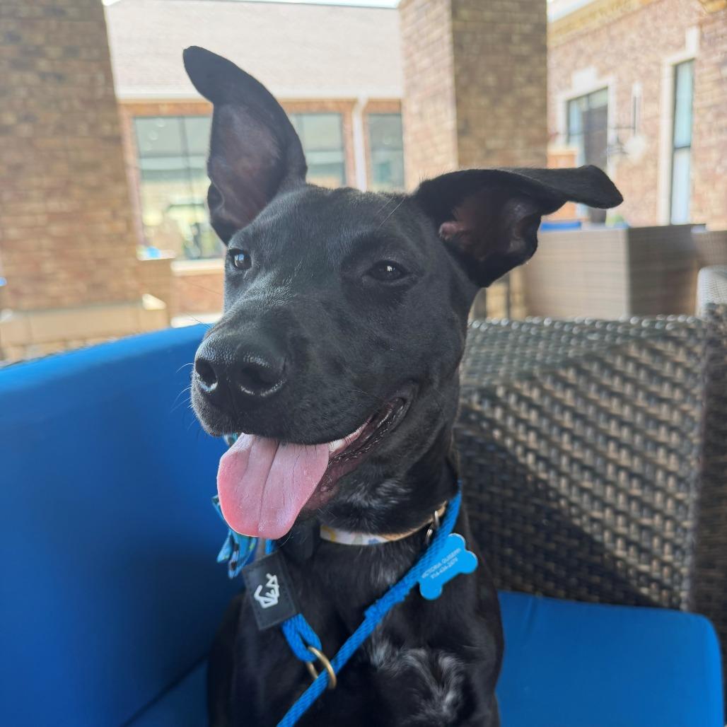 Enlarge Louie, a Adoptable Mixed Breed in Bentonville, AR image 3/6
