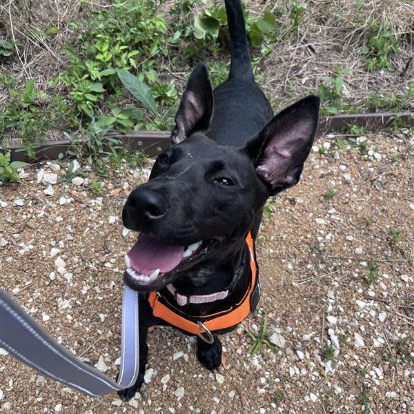 Enlarge Louie, a Adoptable Mixed Breed in Bentonville, AR image 4/6