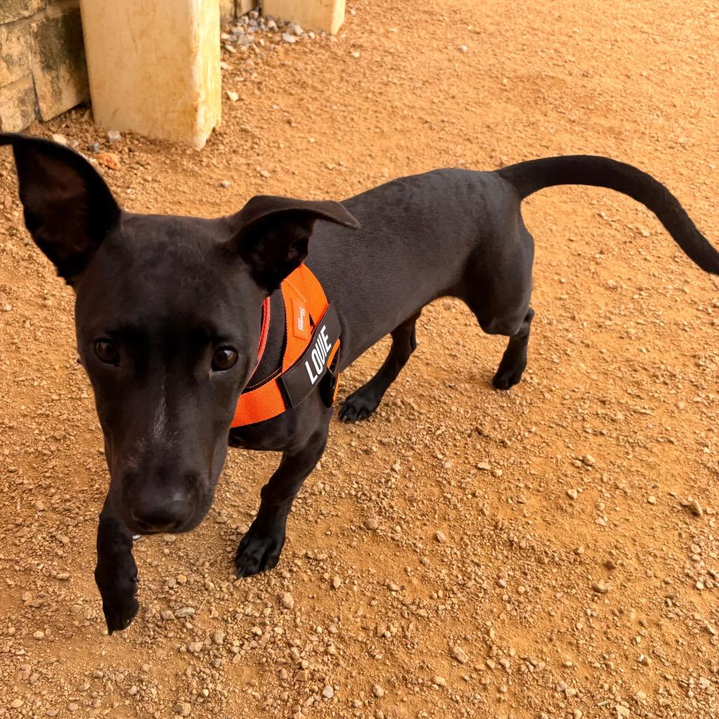 Enlarge Louie, a Adoptable Mixed Breed in Bentonville, AR image 5/6
