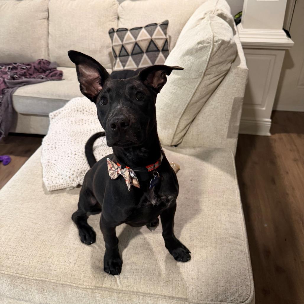 Enlarge Louie, a Adoptable Mixed Breed in Bentonville, AR image 6/6