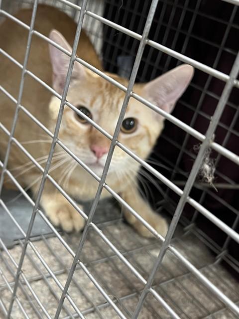 VICKI, Adoptable, Young Female Domestic Short Hair.