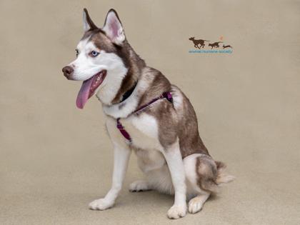 Lexi, Adoptable, Adult Female Siberian Husky & Mixed Breed.