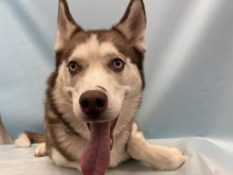 Lexi, Adoptable, Adult Female Siberian Husky & Mixed Breed.