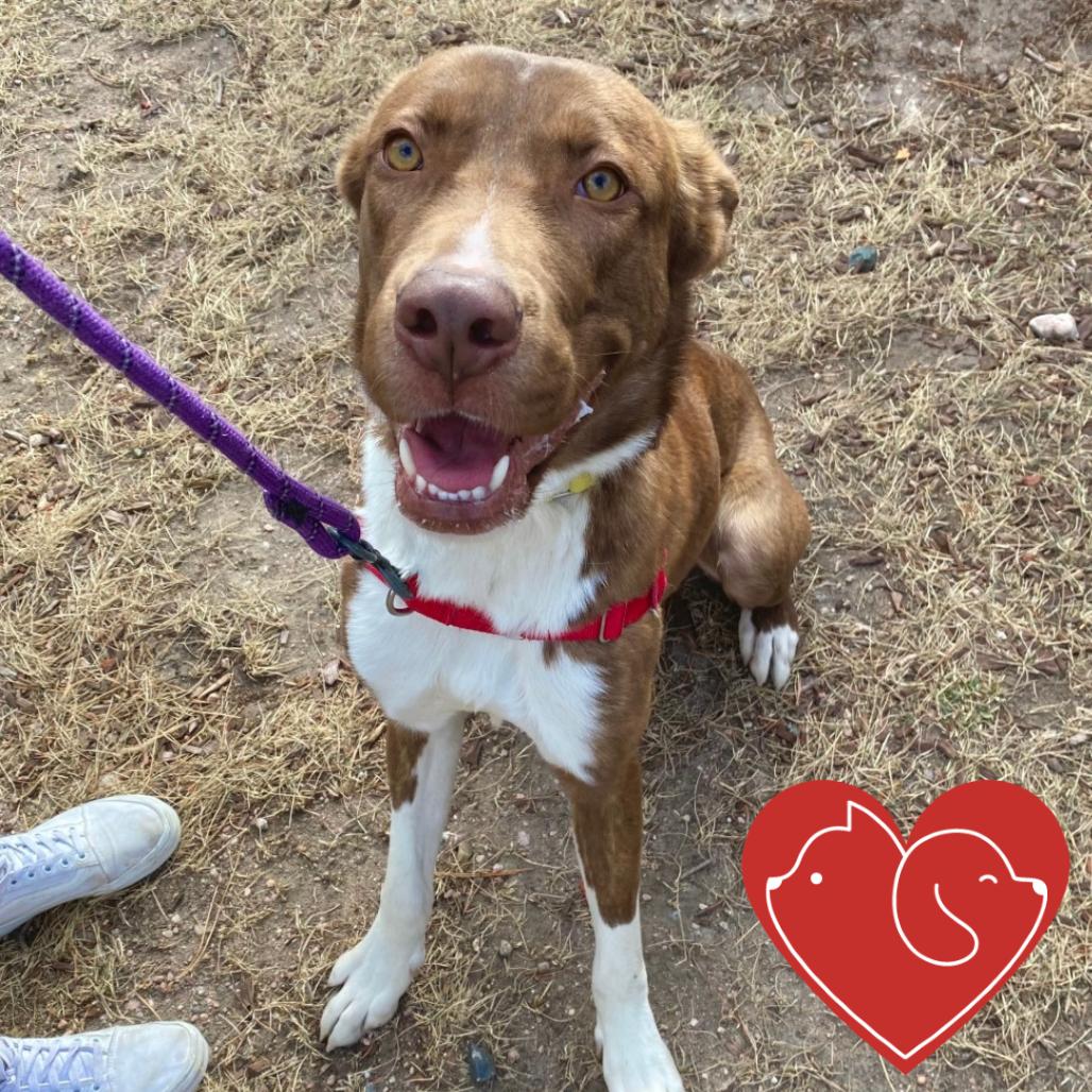 Creed, Adoptable, Young Male Catahoula Leopard Dog & Mixed Breed.