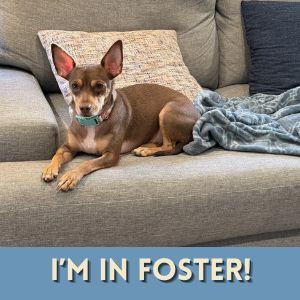 Enlarge NANCY, a Adoptable mixed breed in Alameda, CA image 1/1