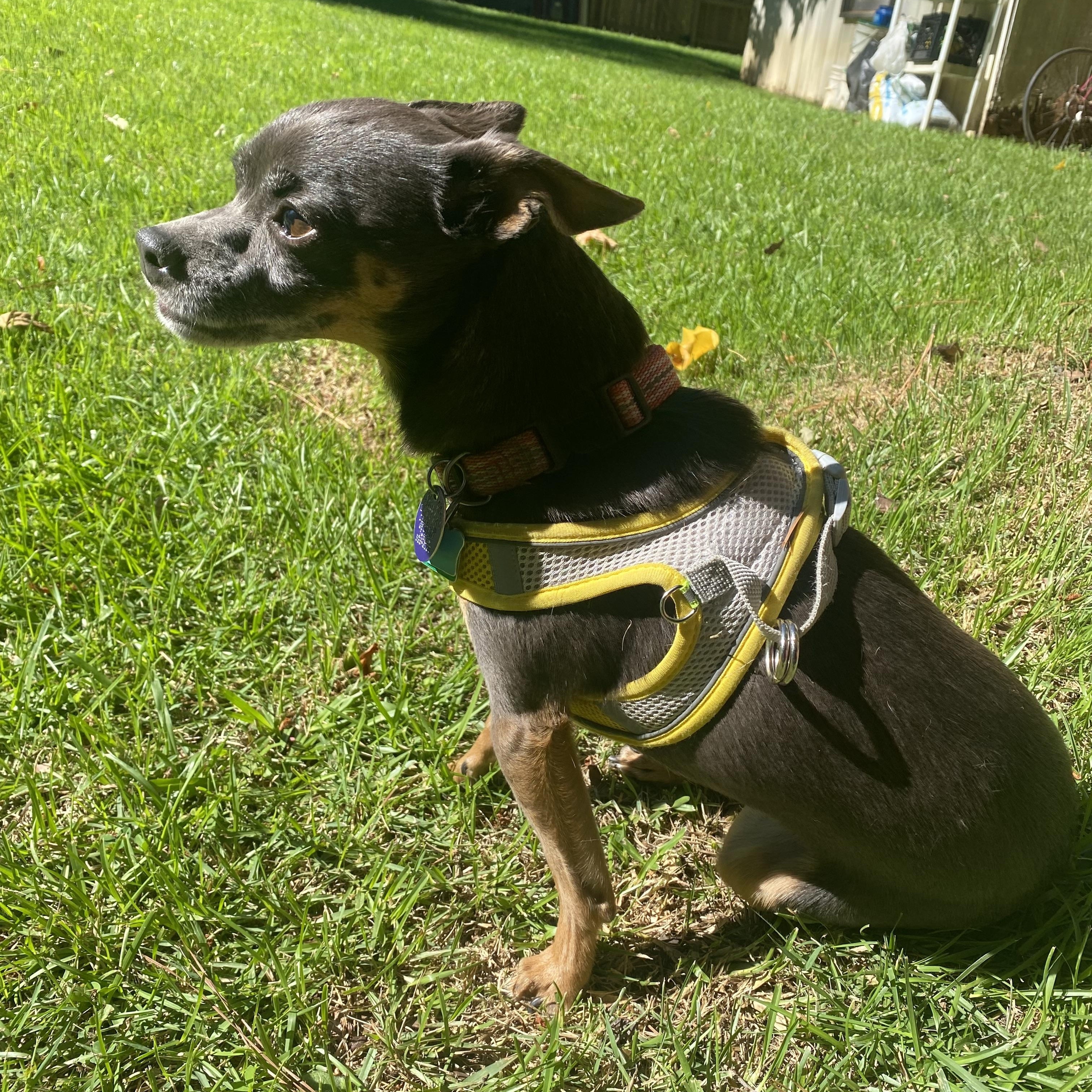 Enlarge Gia (Courtesy Post), a Adoptable Chihuahua in Durham, NC image 3/4