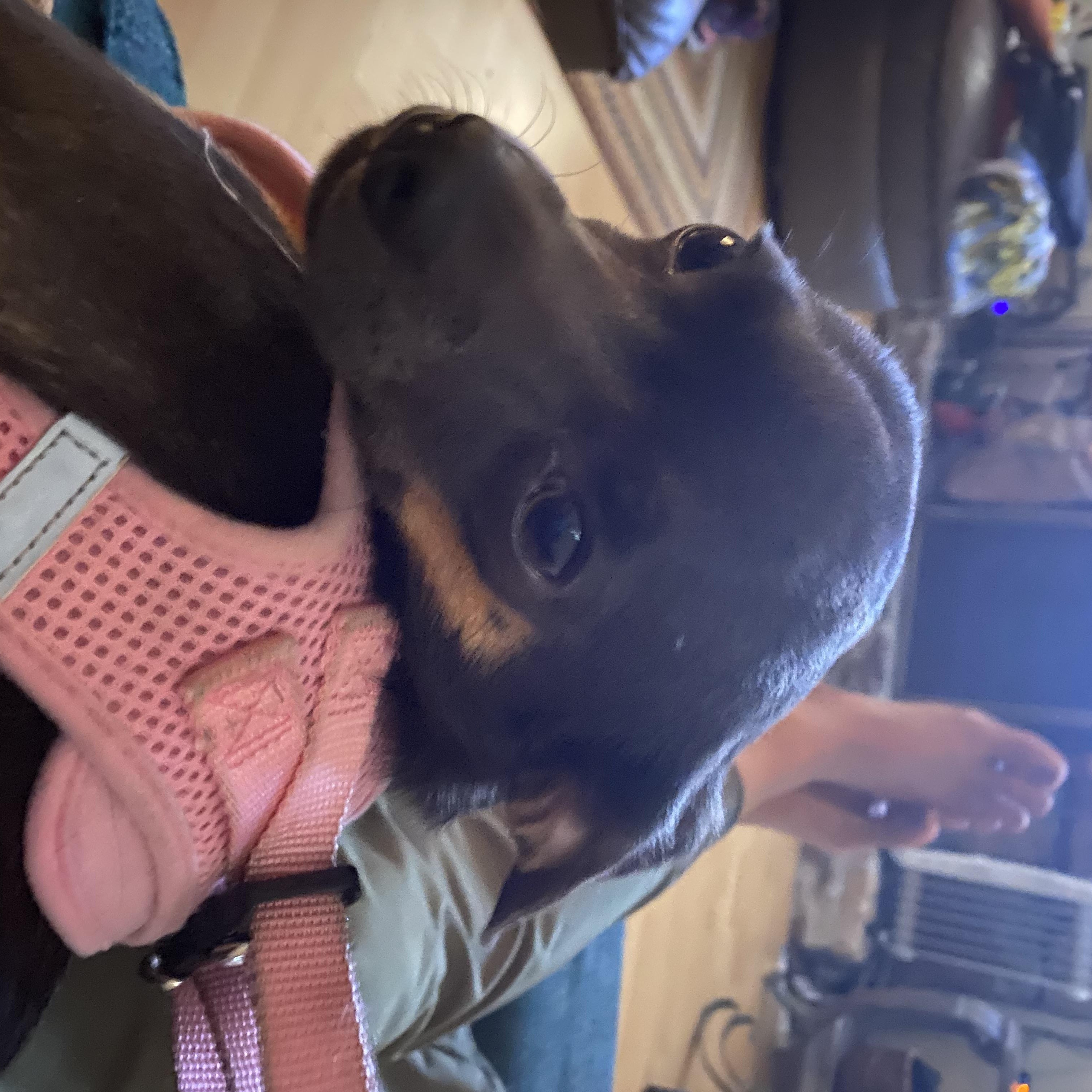 Enlarge Gia (Courtesy Post), a Adoptable Chihuahua in Durham, NC image 2/4