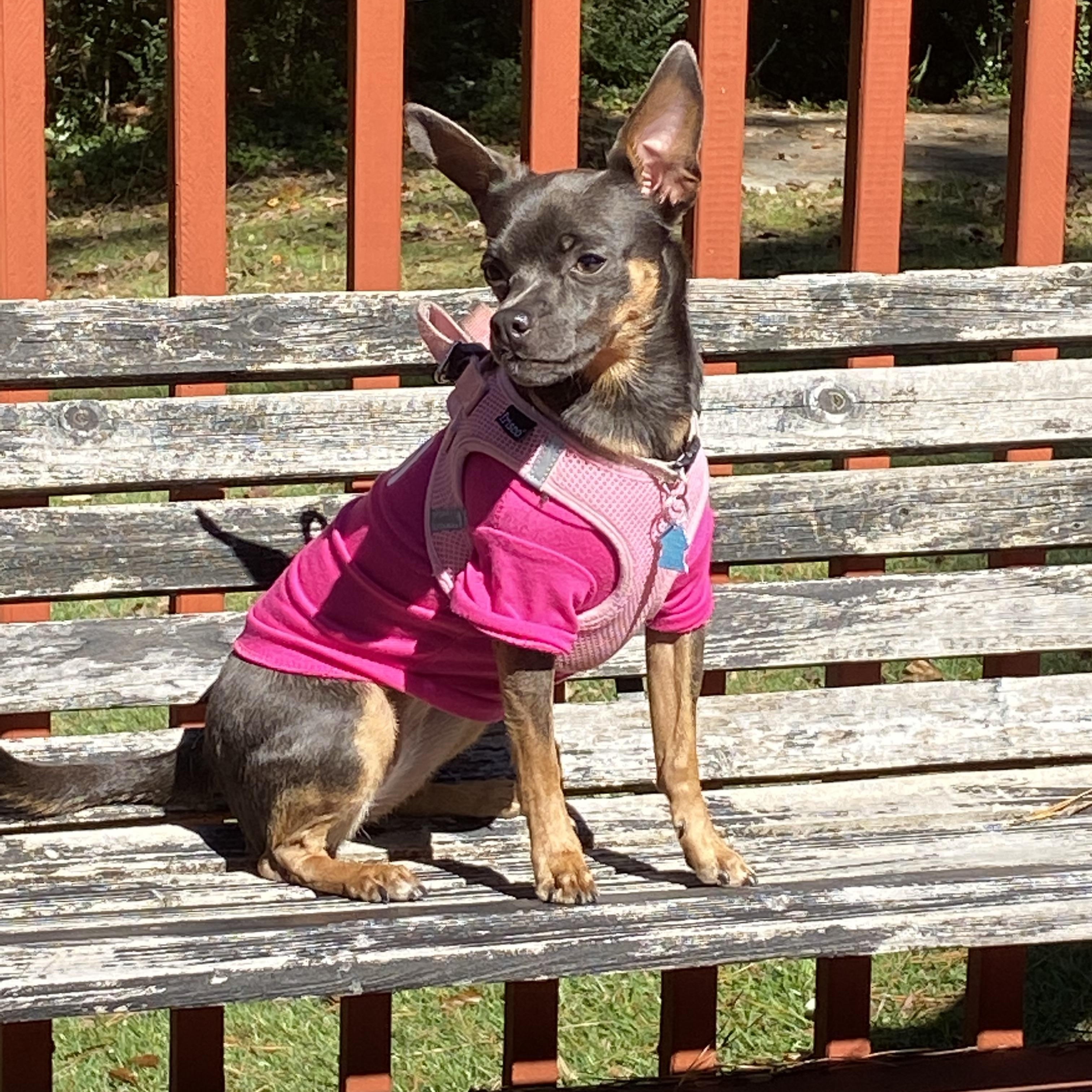Gia (Courtesy Post), Adoptable, Adult Female Chihuahua.