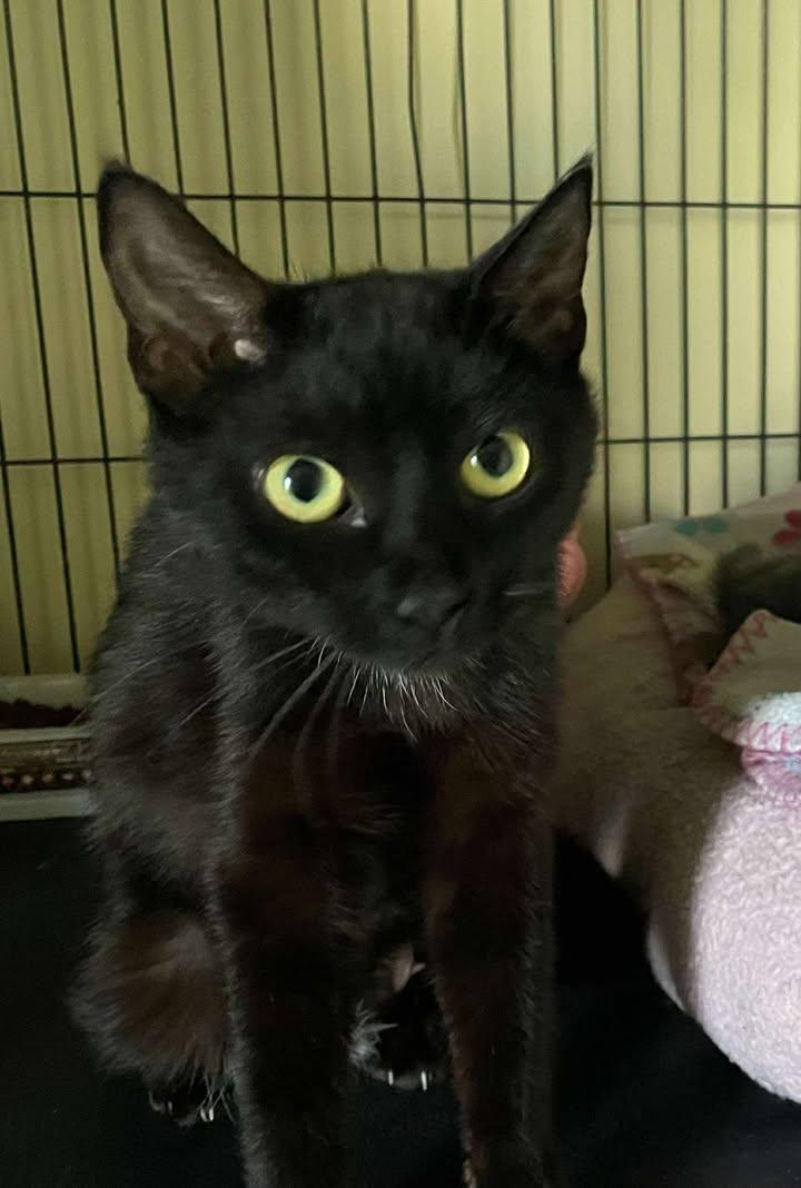 Enlarge Violet, a Adoptable Domestic Short Hair in Arthurette, NB image 1/1