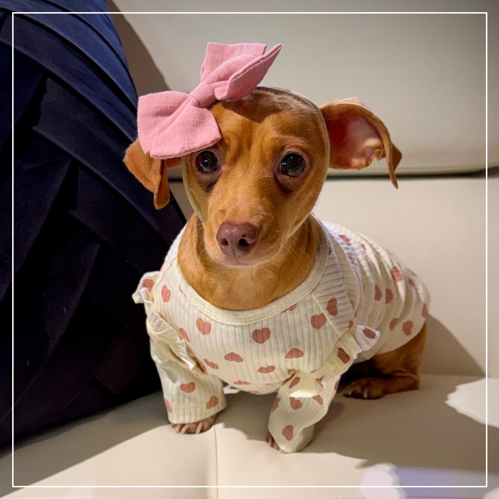 Enlarge Lola, a Adoptable mixed breed in Little Rock, AR image 2/6