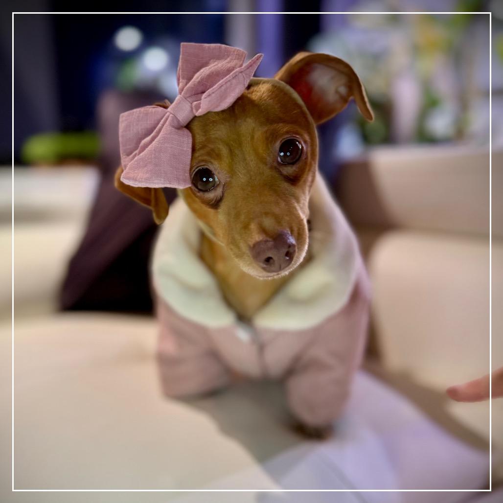 Enlarge Lola, a Adoptable mixed breed in Little Rock, AR image 3/6