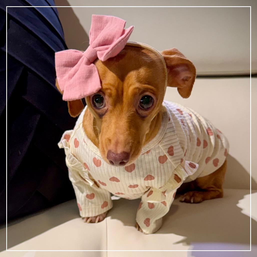 Enlarge Lola, a Adoptable mixed breed in Little Rock, AR image 4/6