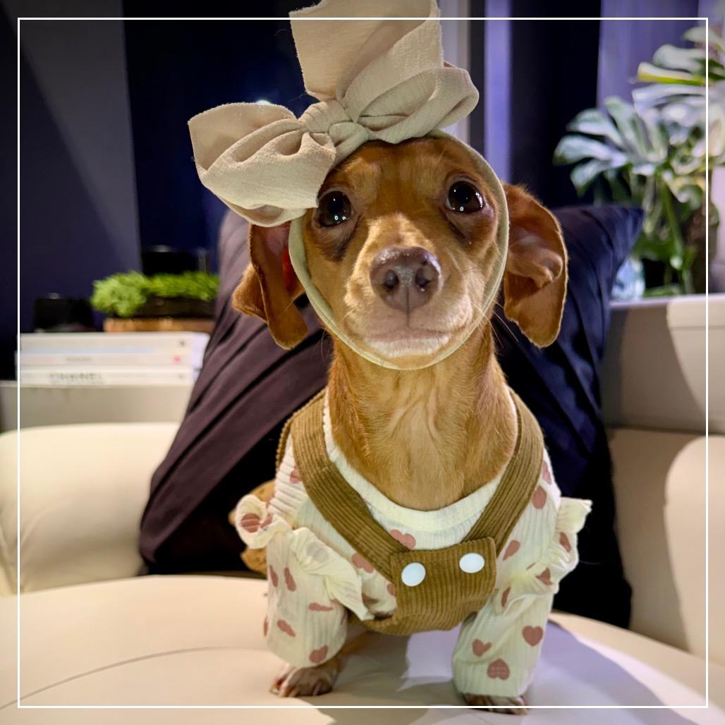 Enlarge Lola, a Adoptable mixed breed in Little Rock, AR image 5/6