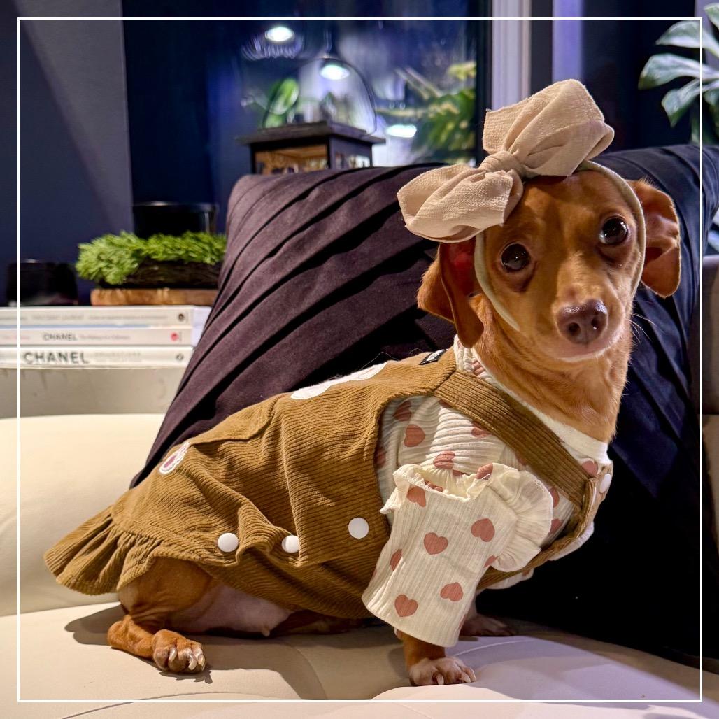 Enlarge Lola, a Adoptable mixed breed in Little Rock, AR image 6/6