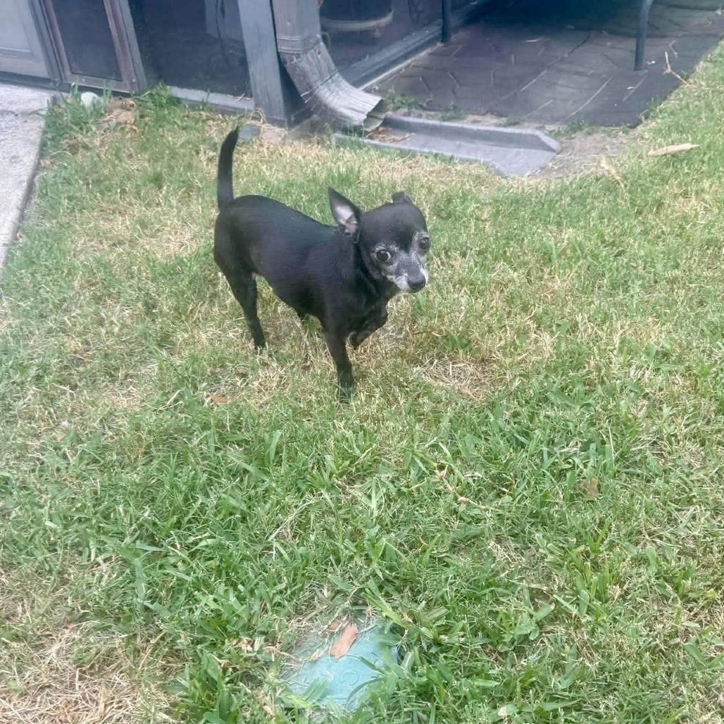 Rascal D12625, Adoptable, Senior Male Chihuahua & Dachshund.