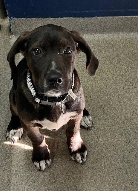 Knox 3 month Ava 4/1, Adoptable, Young Male Labrador Retriever.