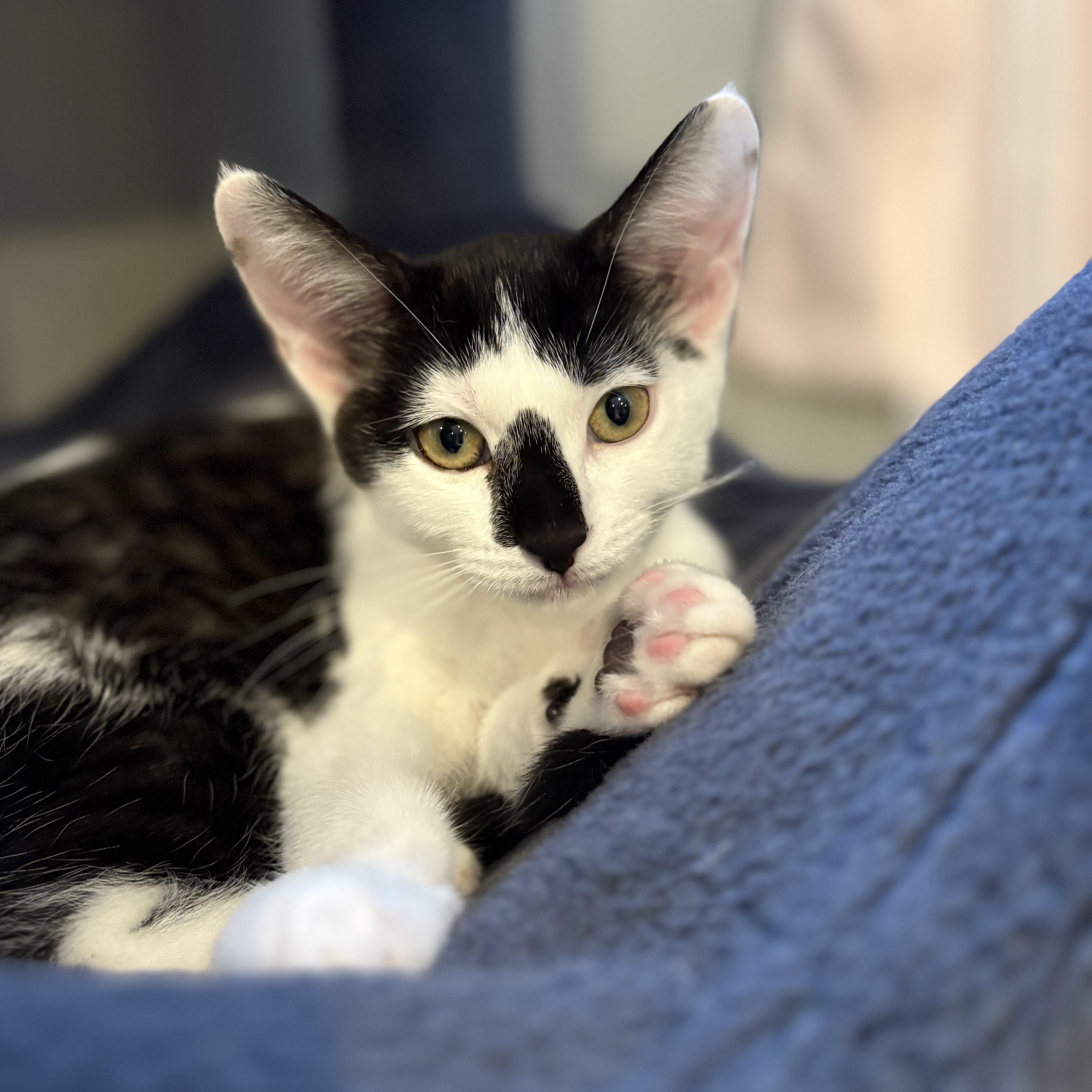 Raya and Ziggy, Adoptable, Adult Female Domestic Short Hair.