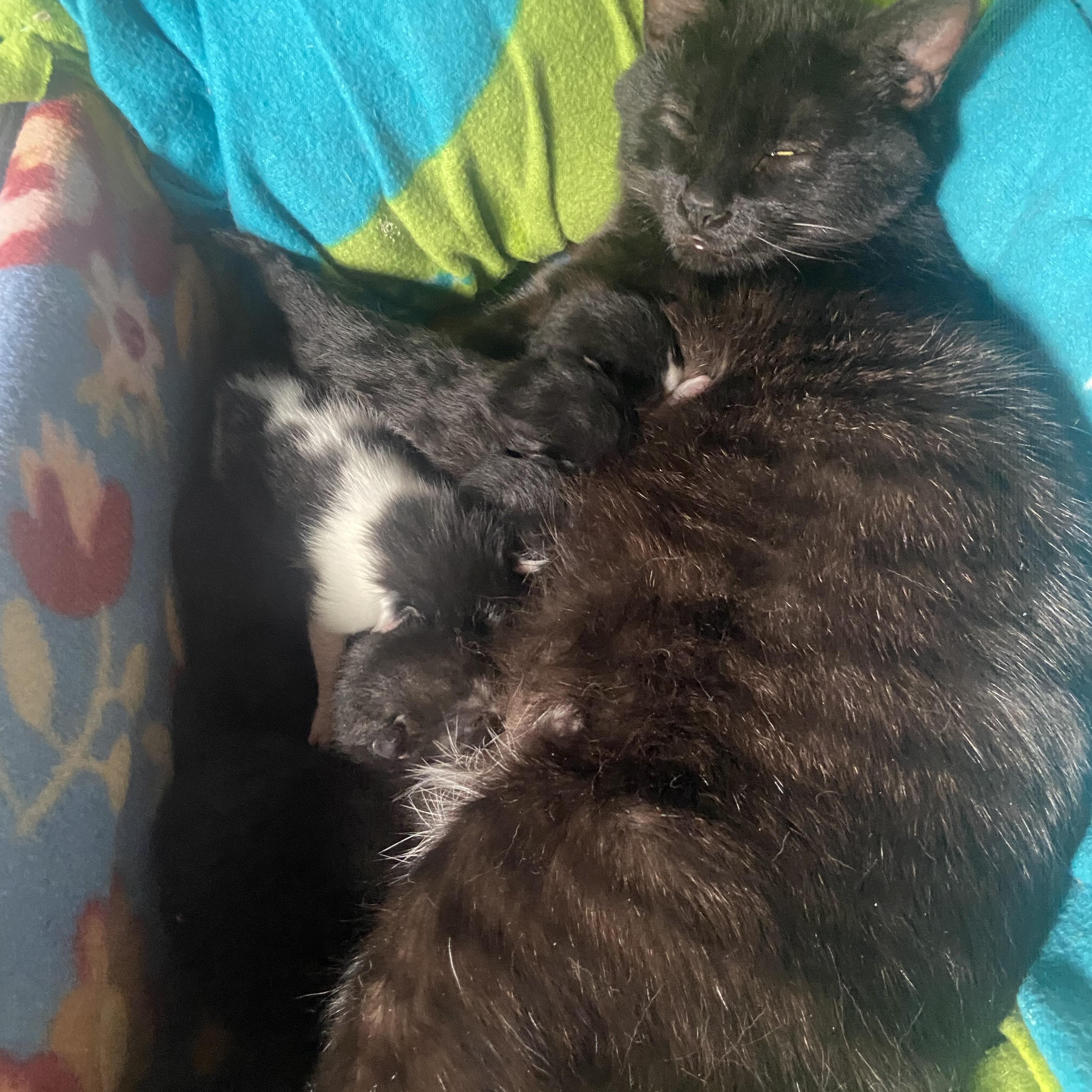 Enlarge Raya and Ziggy, a Adoptable Domestic Short Hair in Saint Francis, MN image 3/5