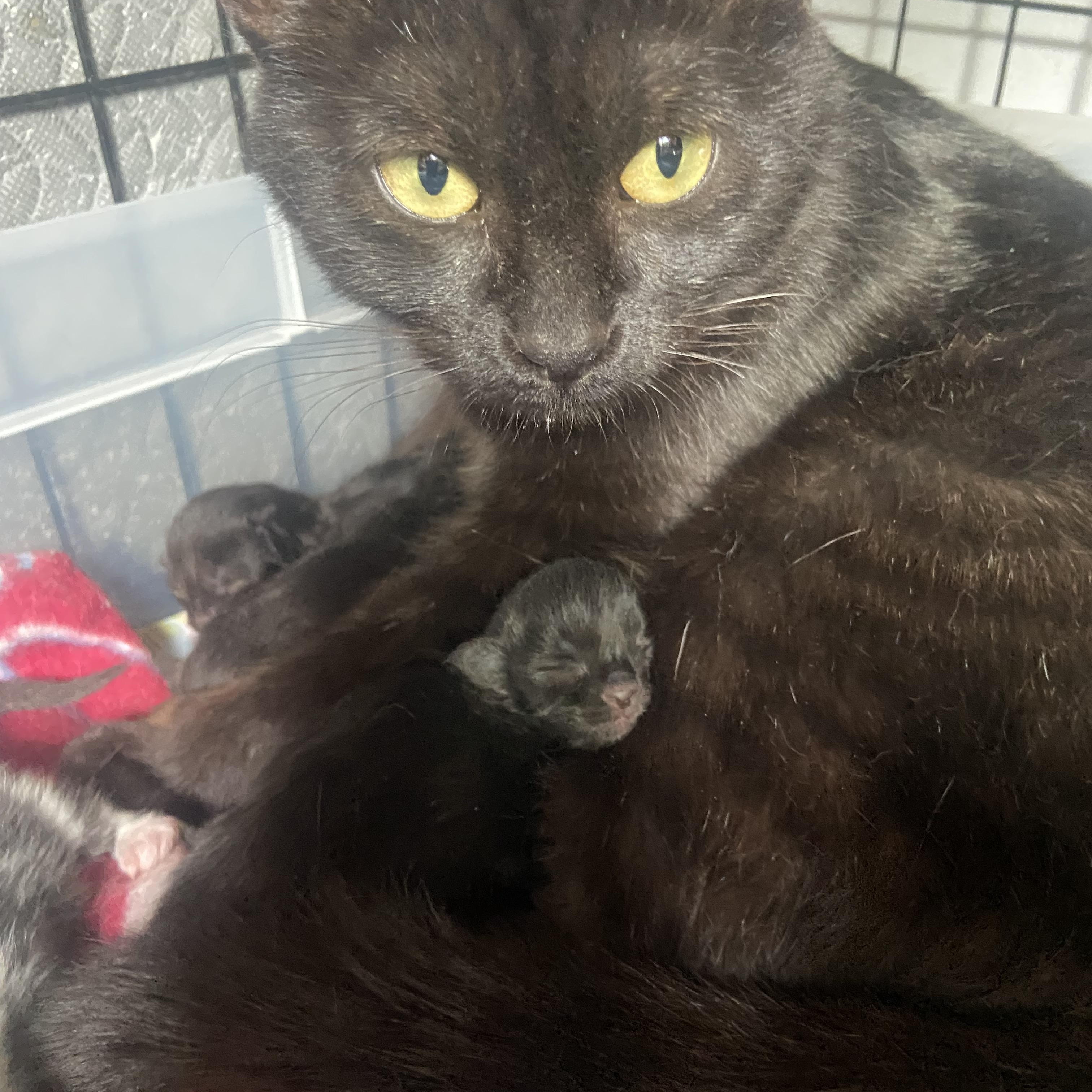 Enlarge Raya and Ziggy, a Adoptable Domestic Short Hair in Saint Francis, MN image 5/5