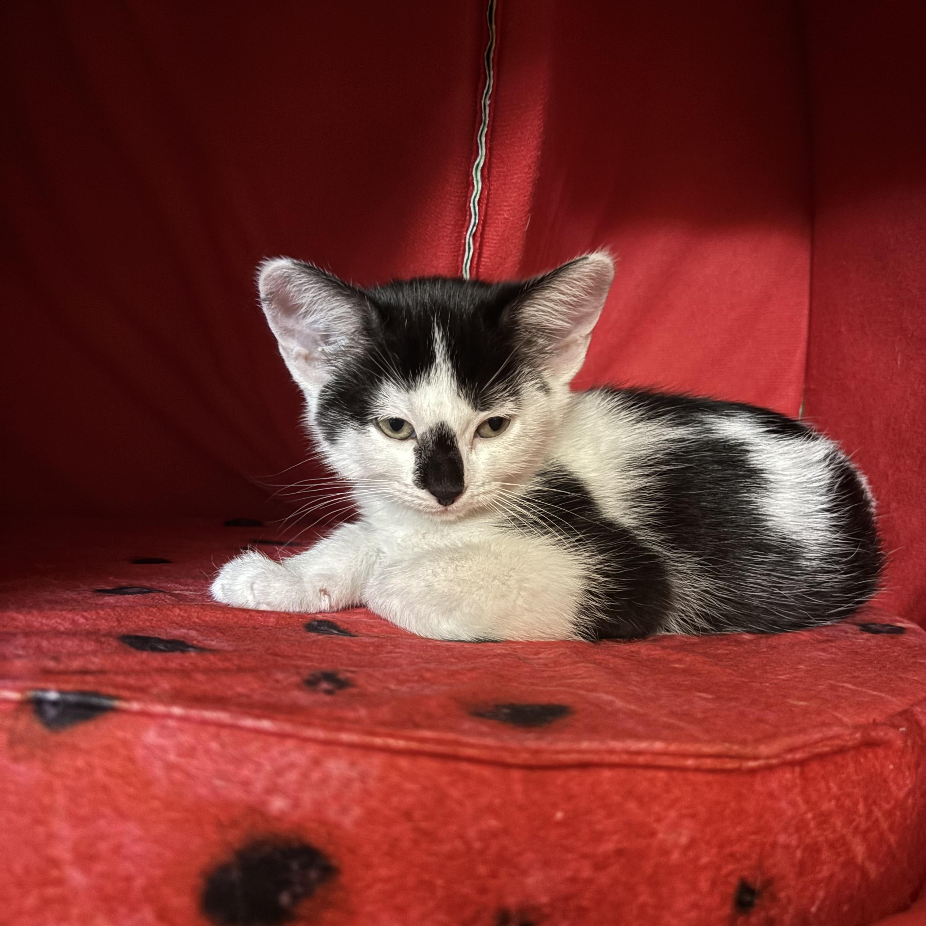 Enlarge Raya and Ziggy, a Adoptable Domestic Short Hair in Saint Francis, MN image 2/5