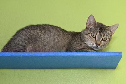 Birdie, Adoptable, Adult Female Domestic Short Hair & Domestic Short Hair.