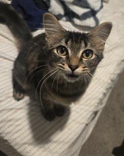 Zoey, a Adoptable mixed breed in Raleigh, NC image 2/2