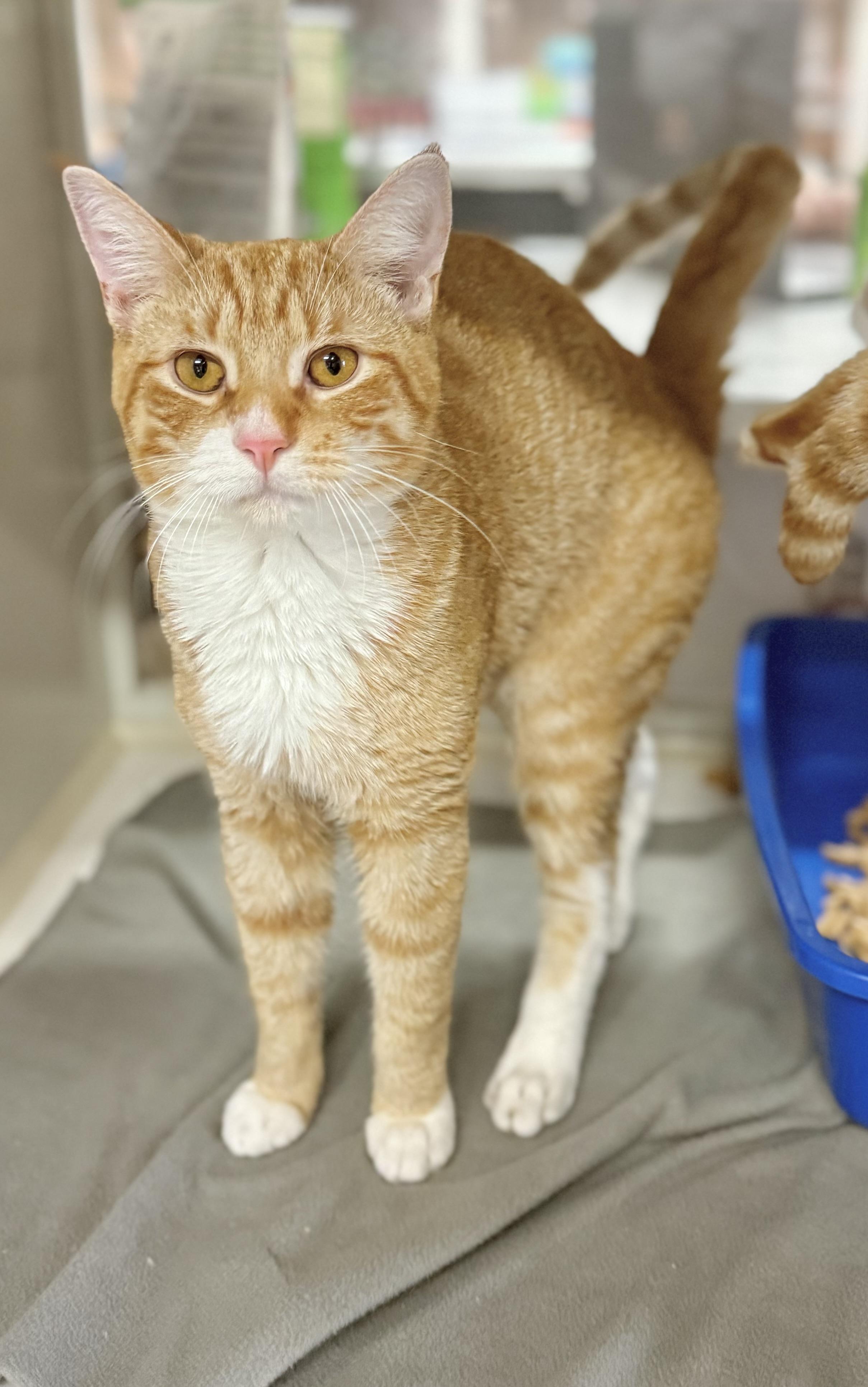 Wonton, Adoptable, Young Male Tabby.
