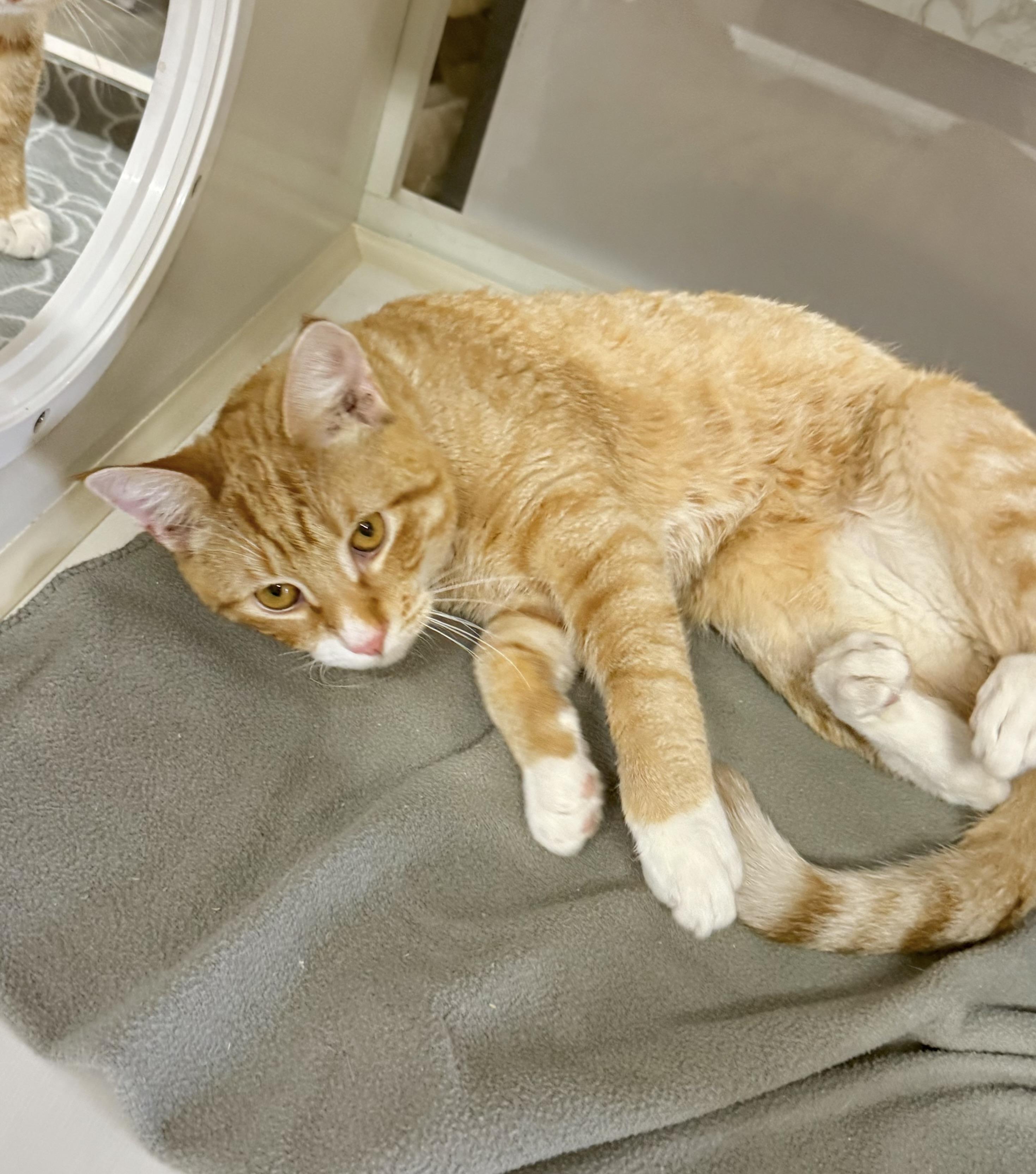 Enlarge Wonton, a Adoptable Tabby in Tavares, FL image 2/4