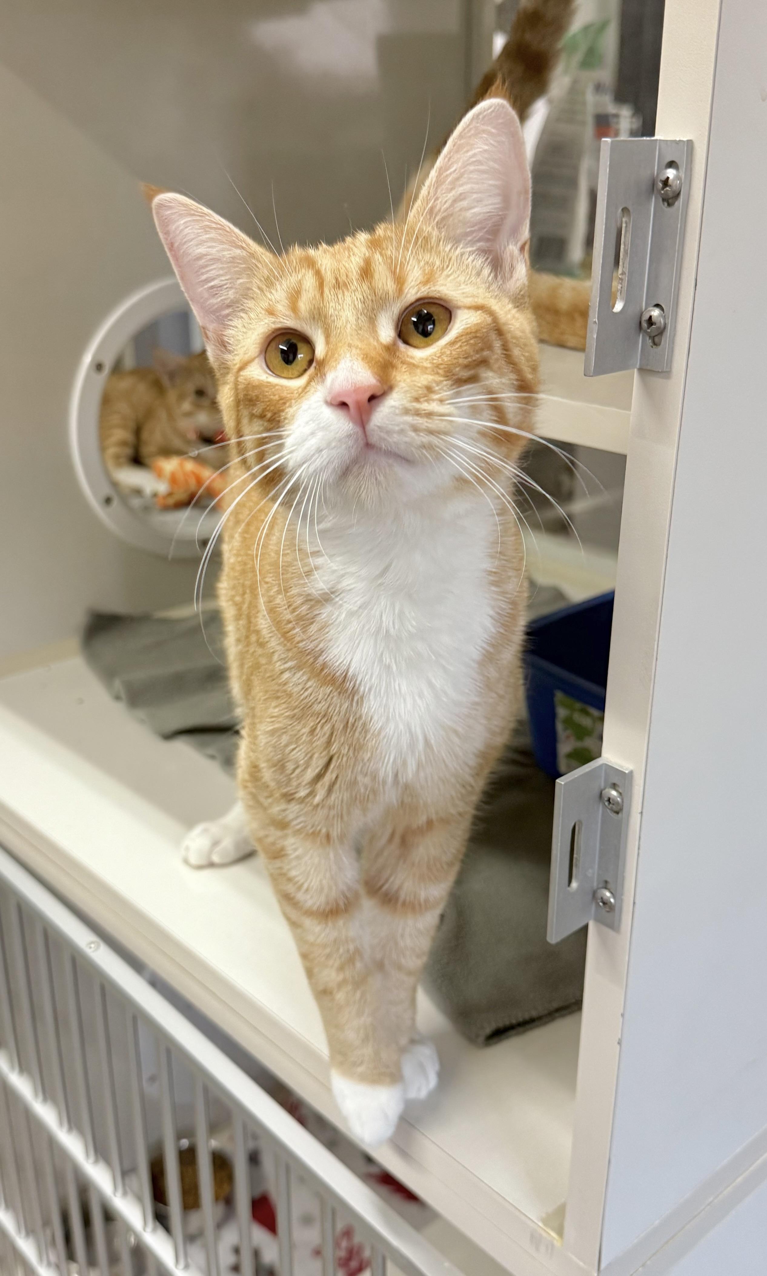 Enlarge Wonton, a Adoptable Tabby in Tavares, FL image 3/4